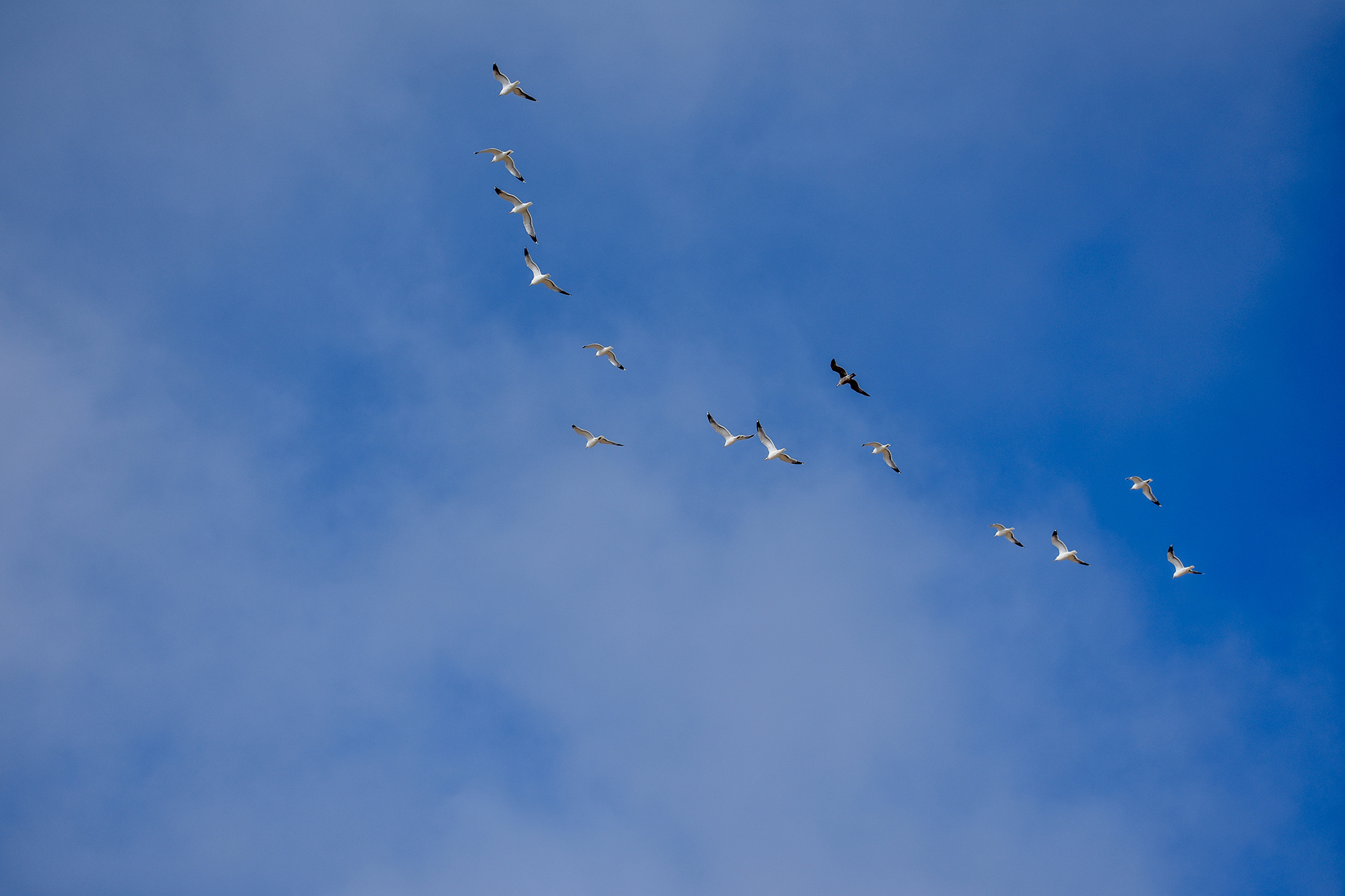 Seagulls fly over the beach on a clear, sunny day.